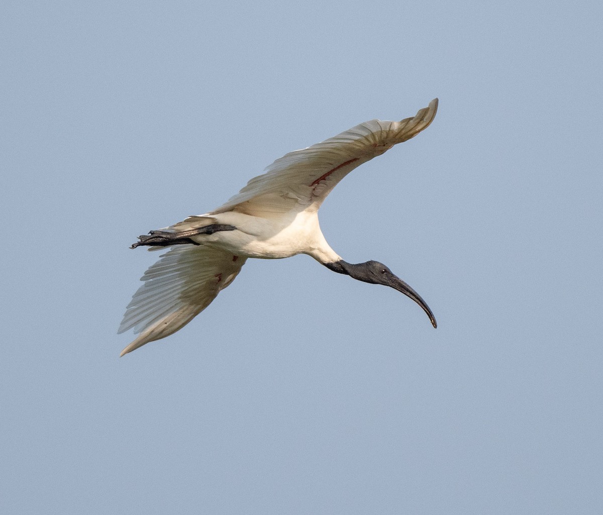ibis černohlavý - ML298158571