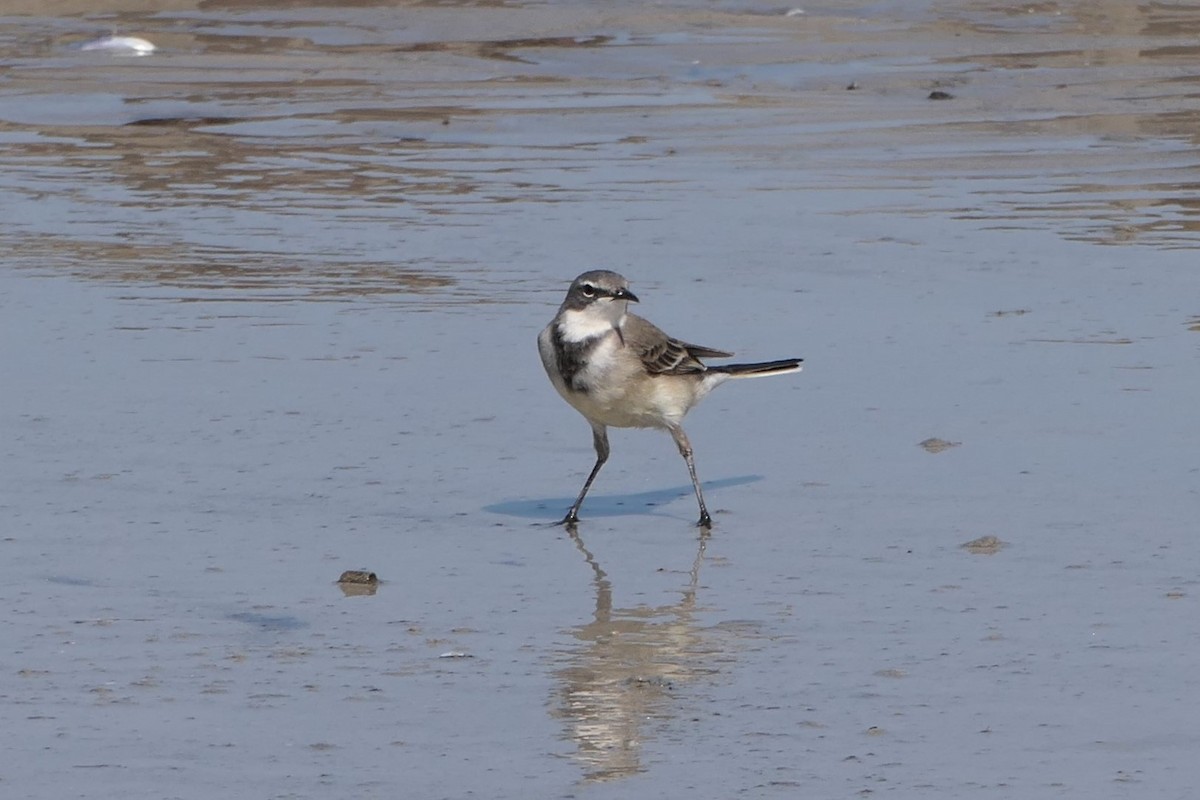 Cape Wagtail - ML298158591