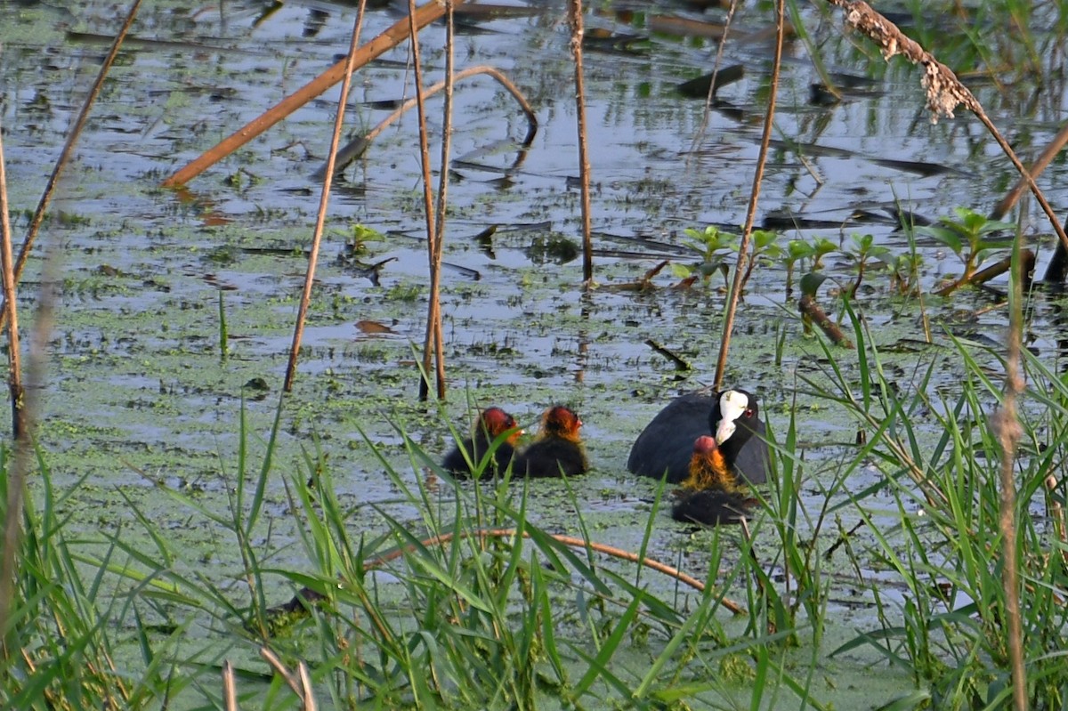 Eurasian Coot - Navin Chandran