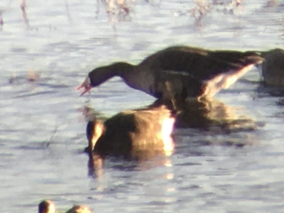 Greater White-fronted Goose (Western) - ML298160111