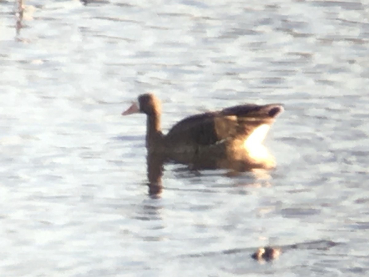 Greater White-fronted Goose (Western) - ML298160151