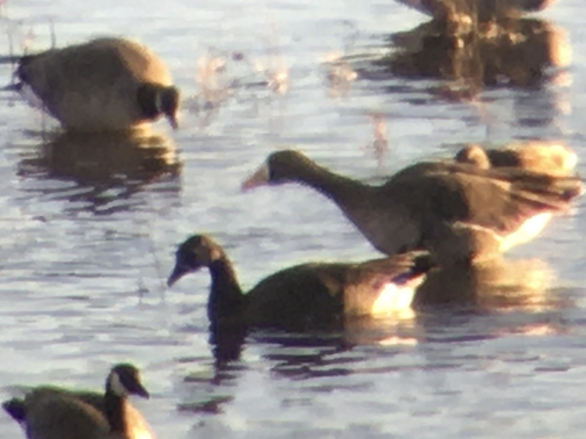 Greater White-fronted Goose (Western) - ML298160161