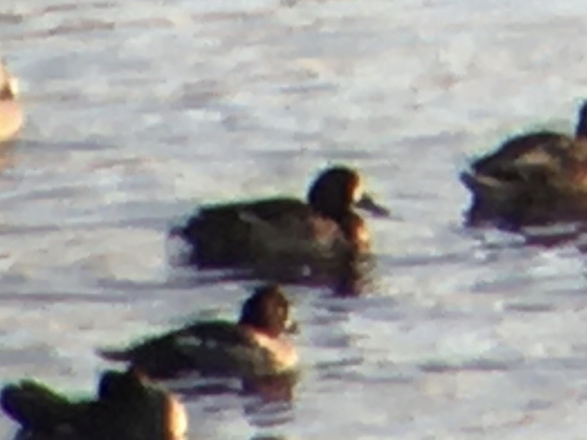 Greater Scaup - ML298160301