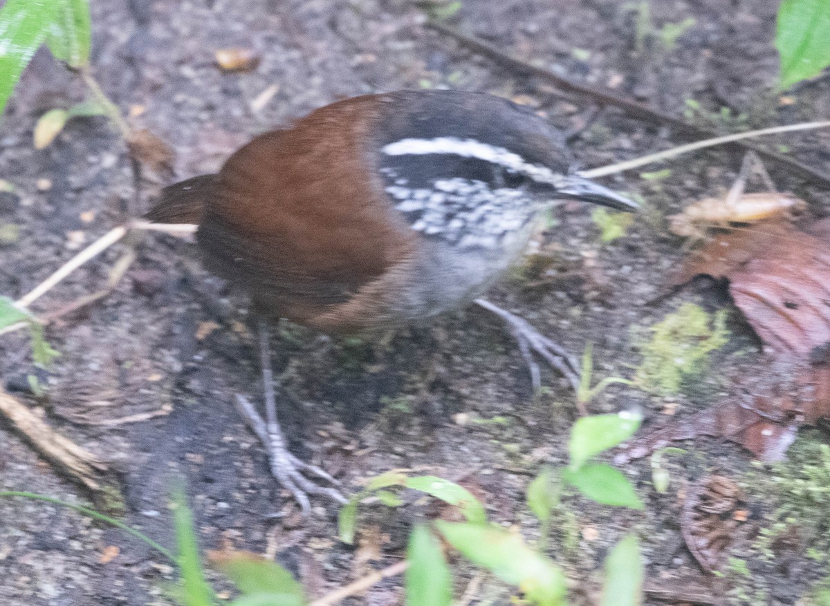 Gray-breasted Wood-Wren - ML298161341
