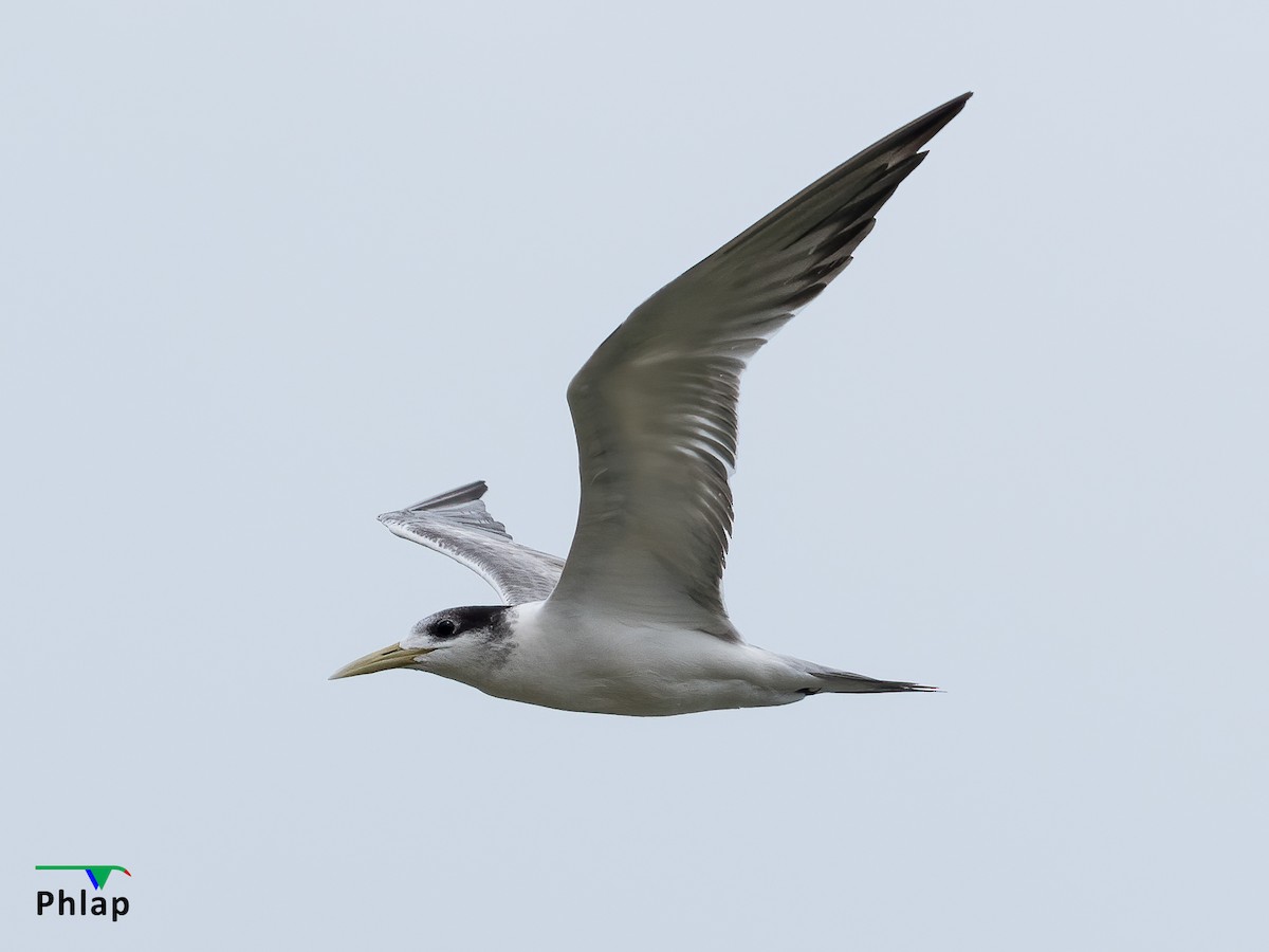 Great Crested Tern - ML298161411