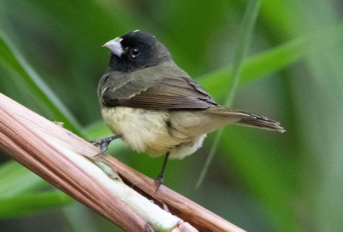 Yellow-bellied Seedeater - ML298163691