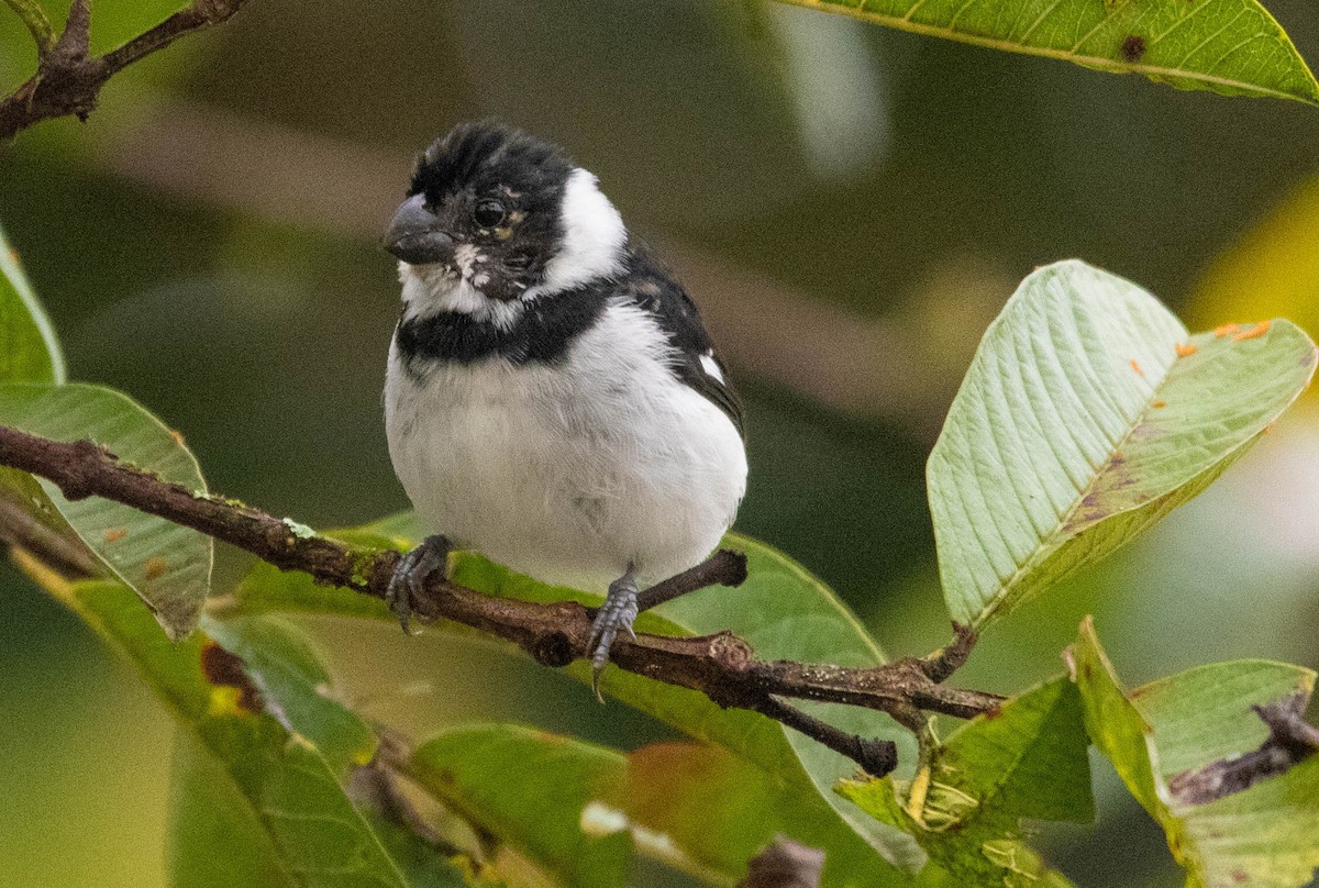 Variable Seedeater - ML298163801