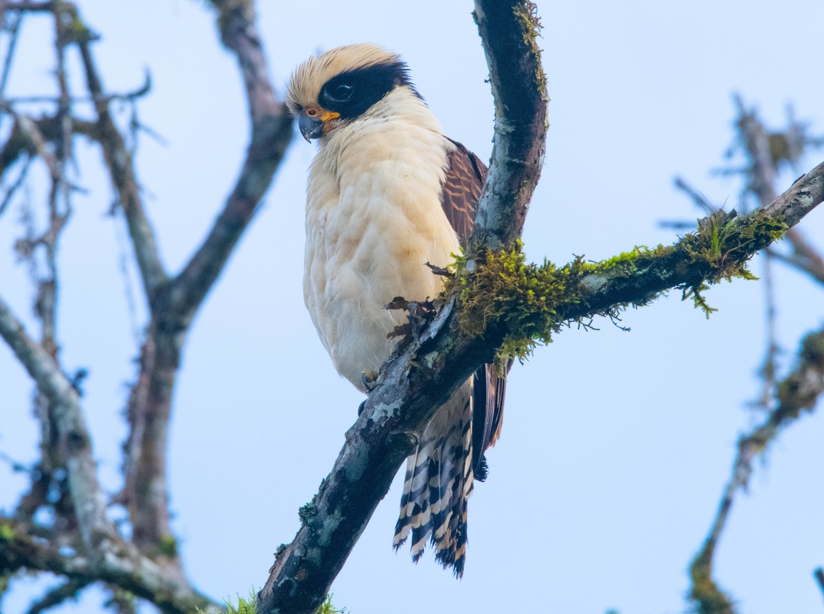 Laughing Falcon - ML298164171