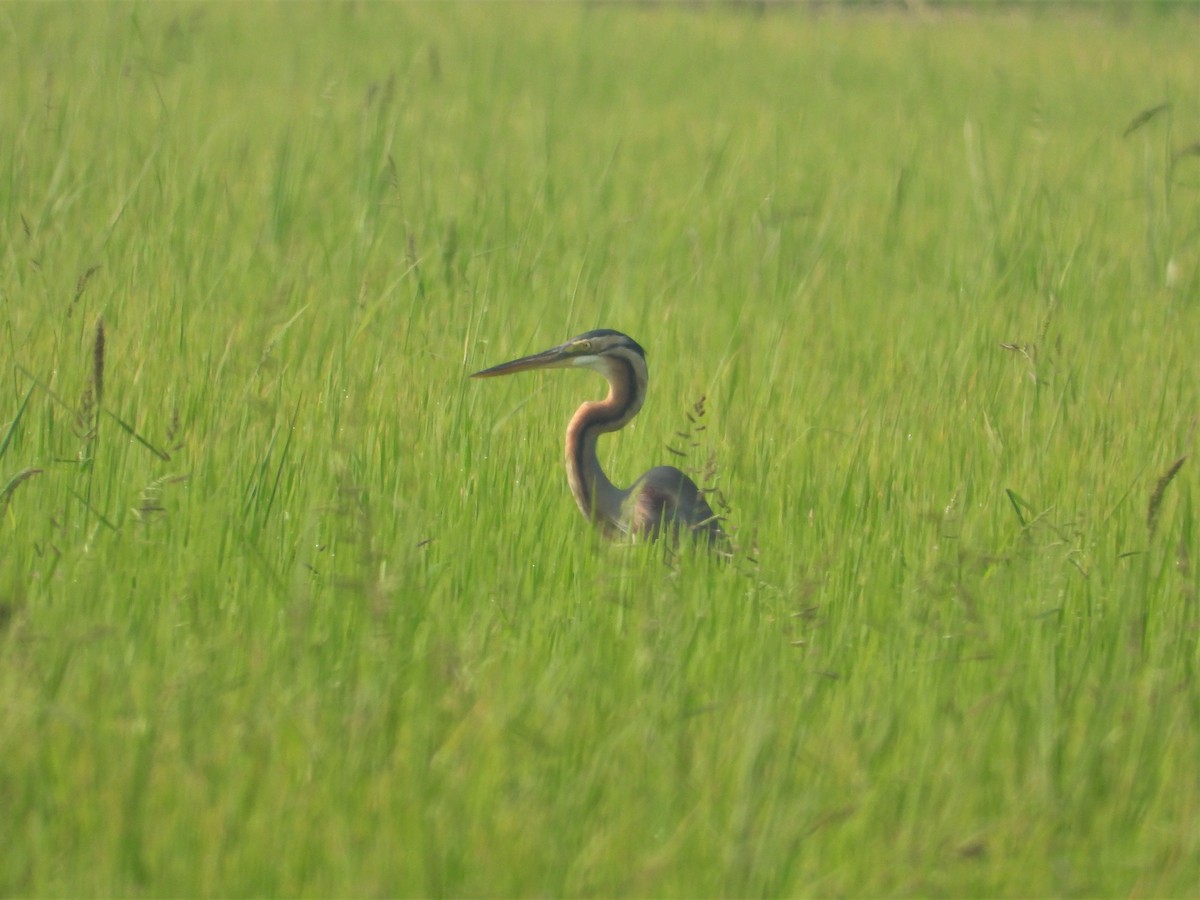 Purple Heron - ML298166891