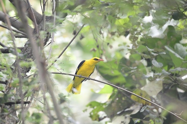 old world oriole sp. - ML298166961