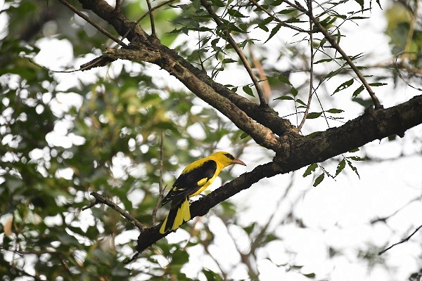 old world oriole sp. - ML298166971