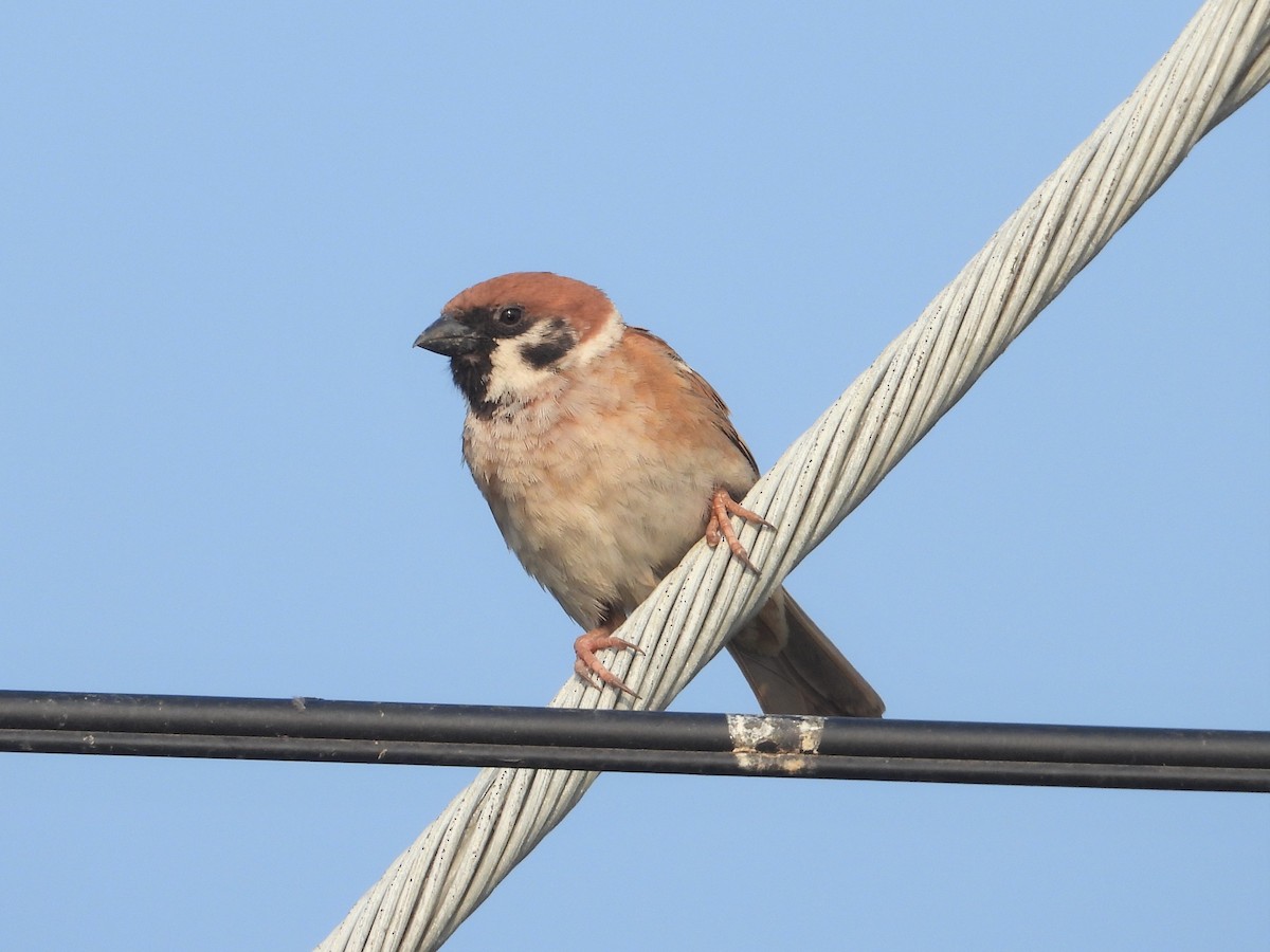 Eurasian Tree Sparrow - ML298167311