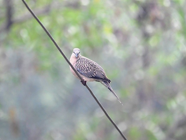 Spotted Dove - ML298167511