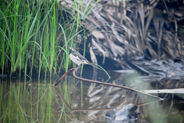White-browed Wagtail - ML298167821