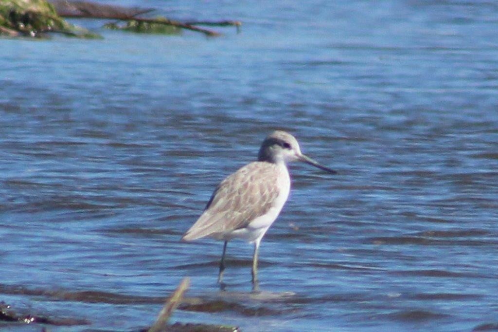 Common Greenshank - ML298167851