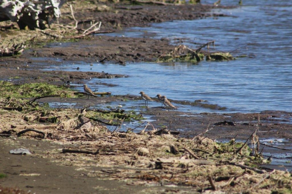 Double-banded Plover - ML298167861