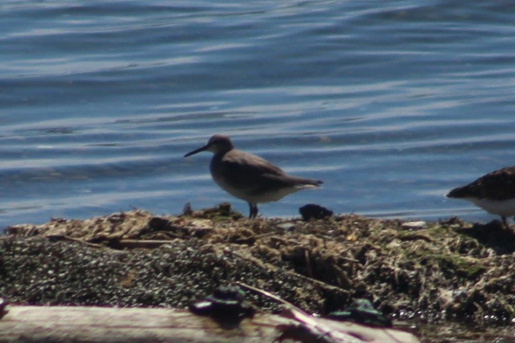 Gray-tailed Tattler - ML298167881