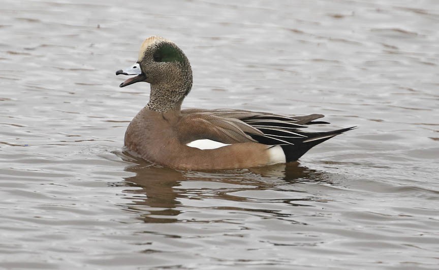 American Wigeon - ML298167911