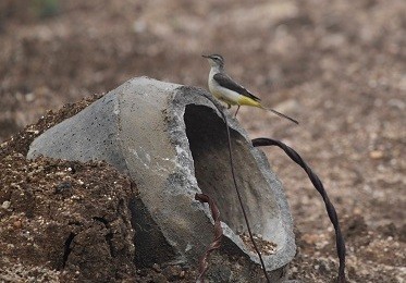 Gray Wagtail - ML298167921