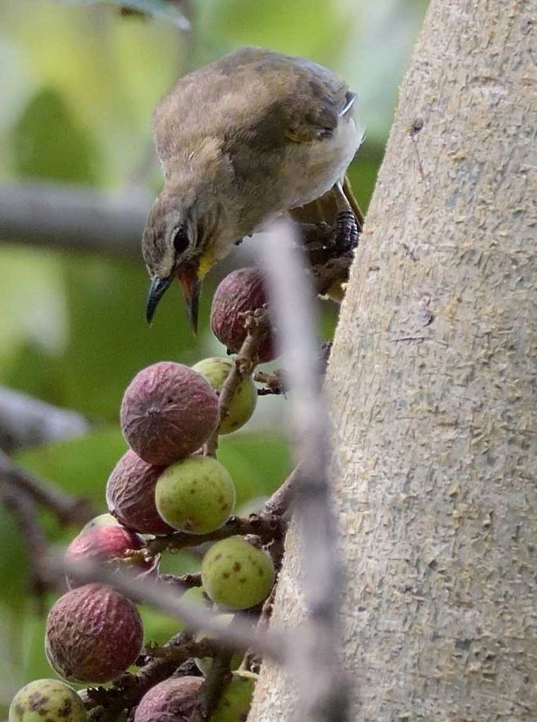 White-browed Bulbul - ML298168991