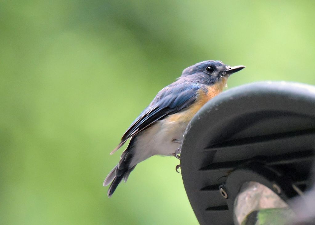 Tickell's Blue Flycatcher - ML298169071