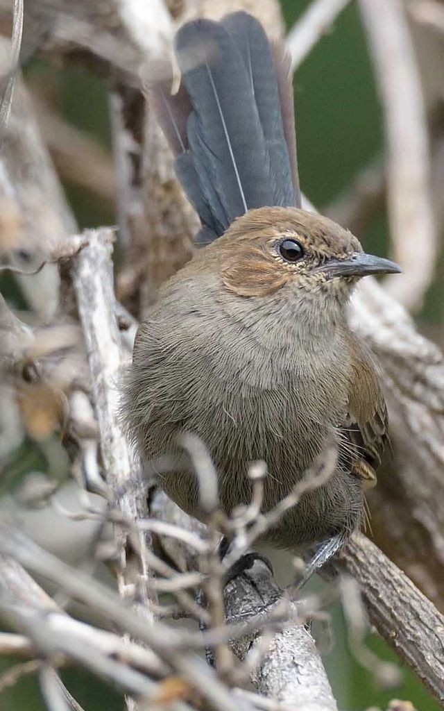 Indian Robin - ML298169151
