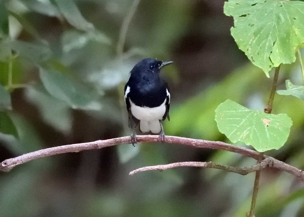 Oriental Magpie-Robin - ML298169171