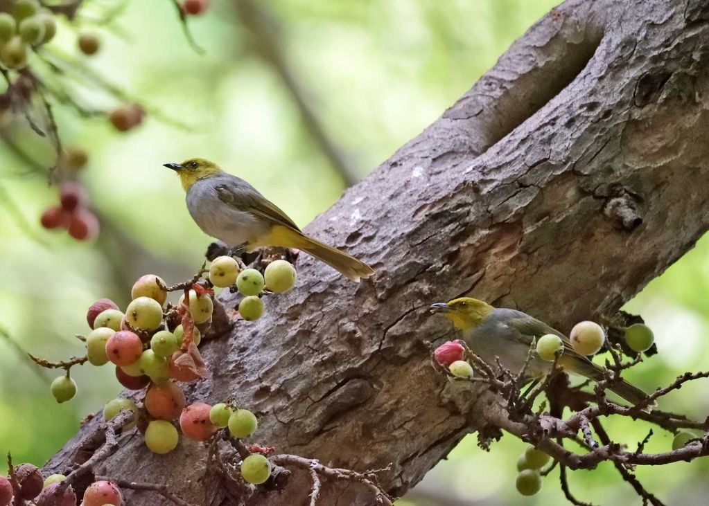 Yellow-throated Bulbul - ML298169261