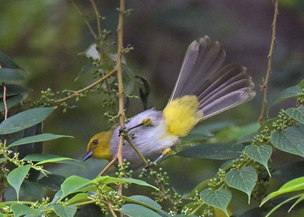 Yellow-throated Bulbul - ML298169341