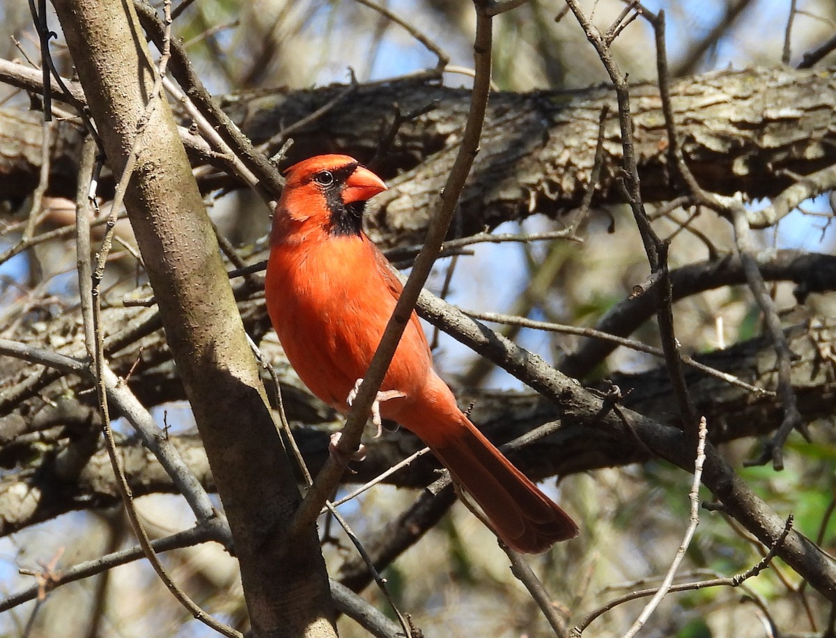 Cardinal rouge - ML298169531