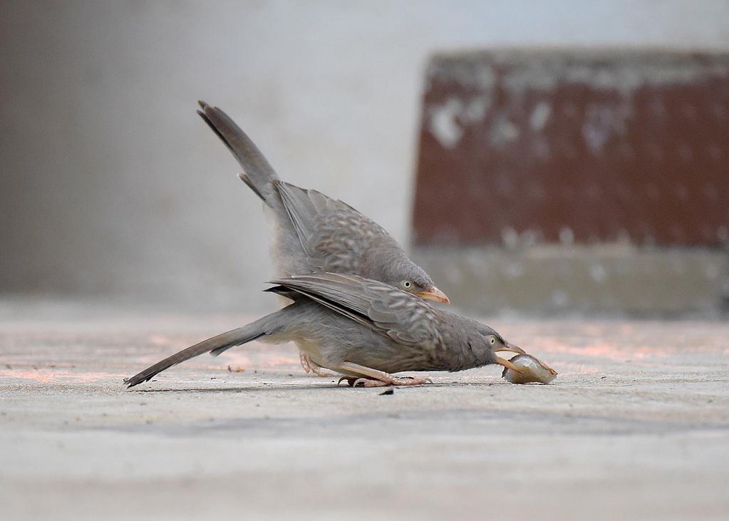 Jungle Babbler - ML298169591