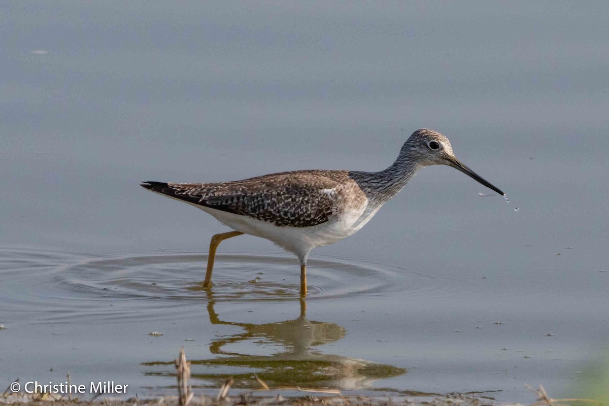 Greater Yellowlegs - ML298169921