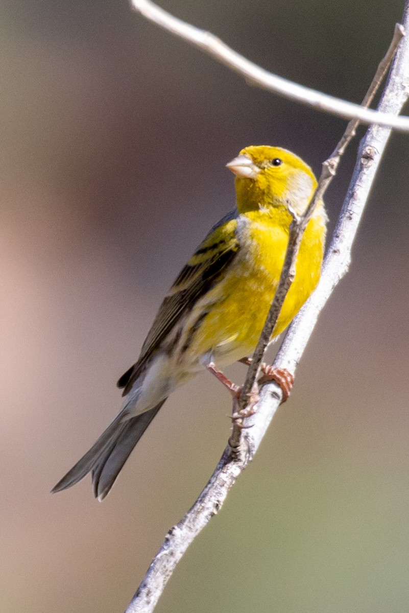 Island Canary - ML298171691