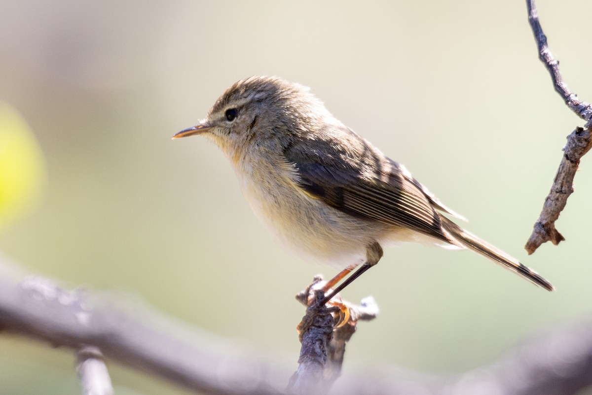 Canary Islands Chiffchaff - ML298171711