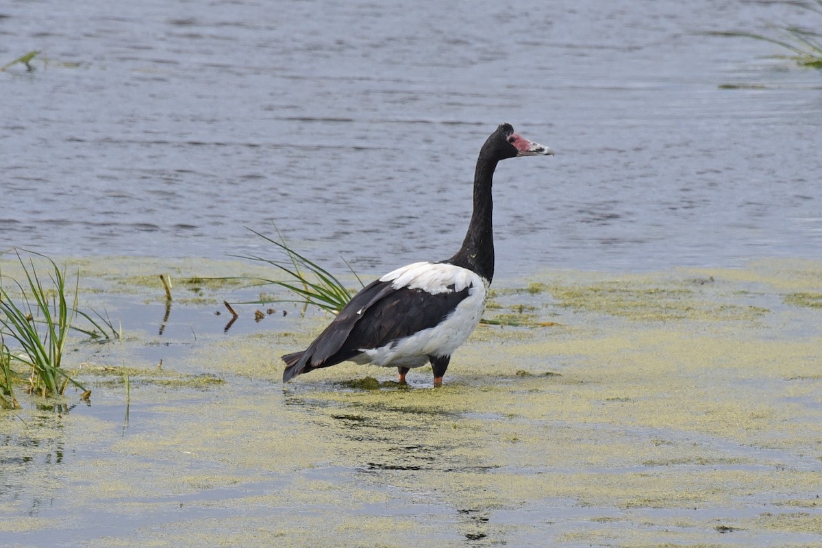 Magpie Goose - ML298173911