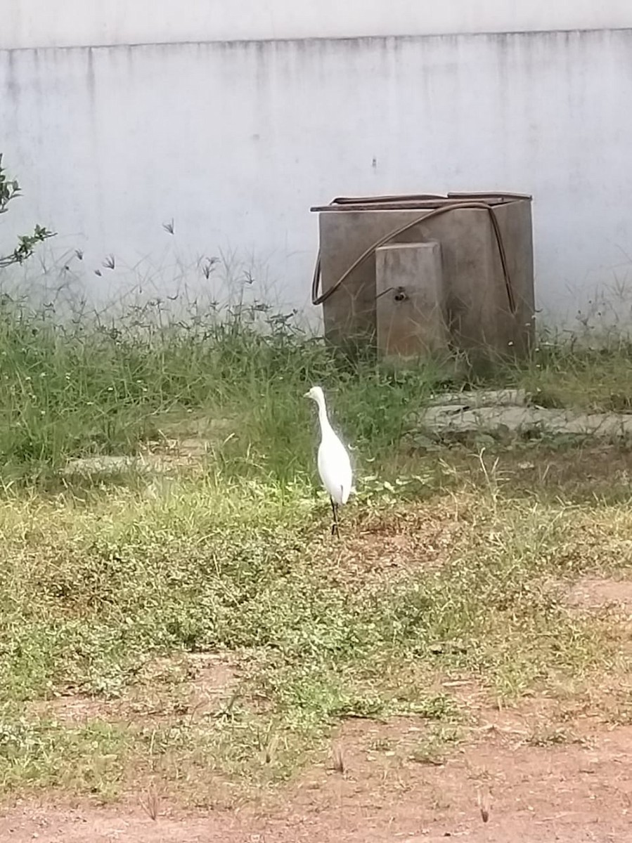 Great Egret - ML298174881