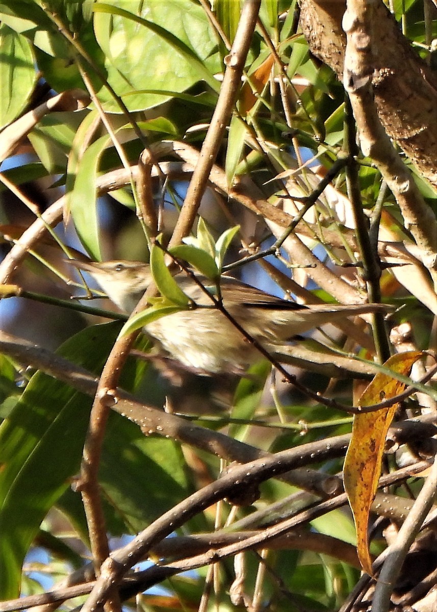 Бутны охил бялзуухай - ML298175181