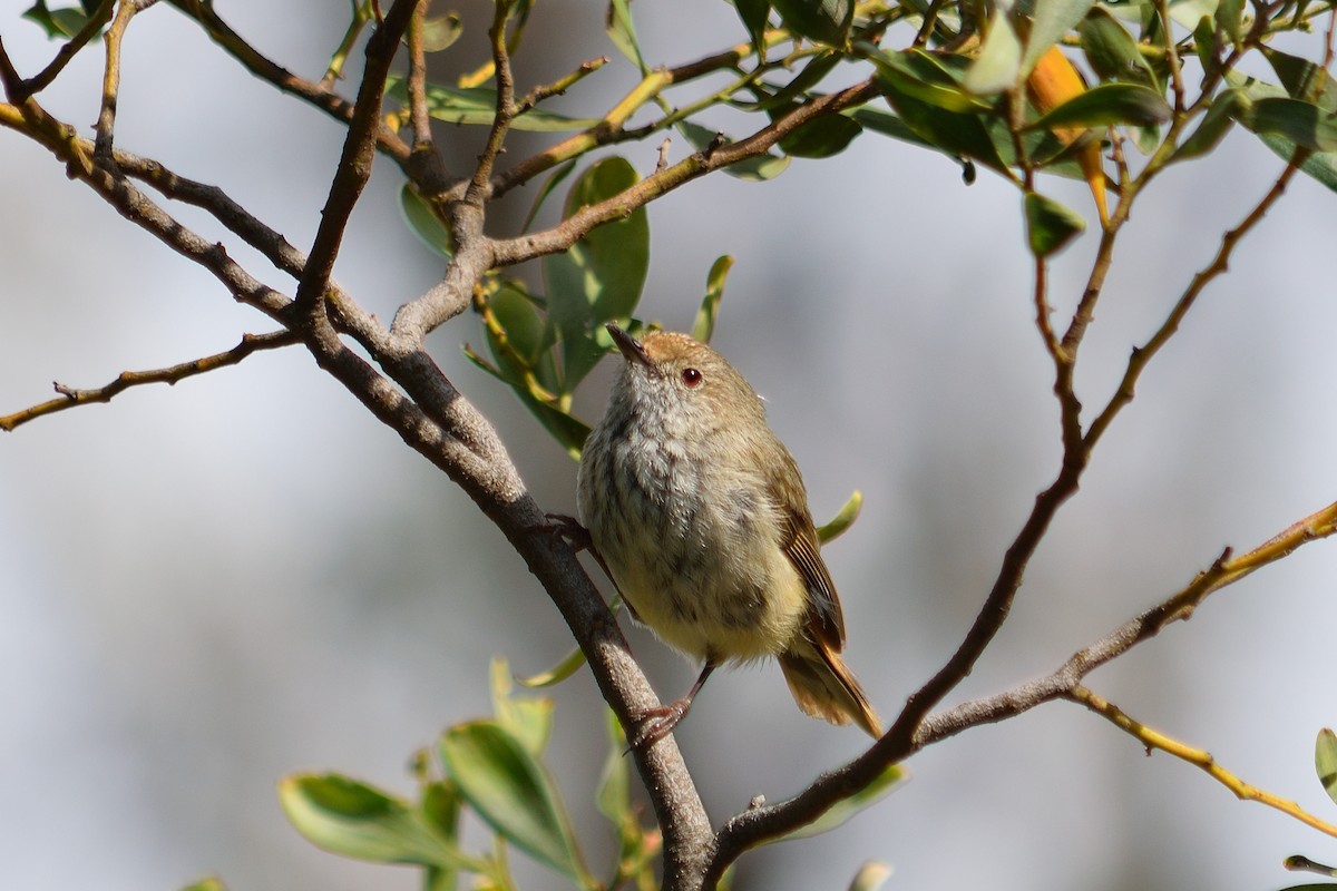 Brown Thornbill - Marc Webberly