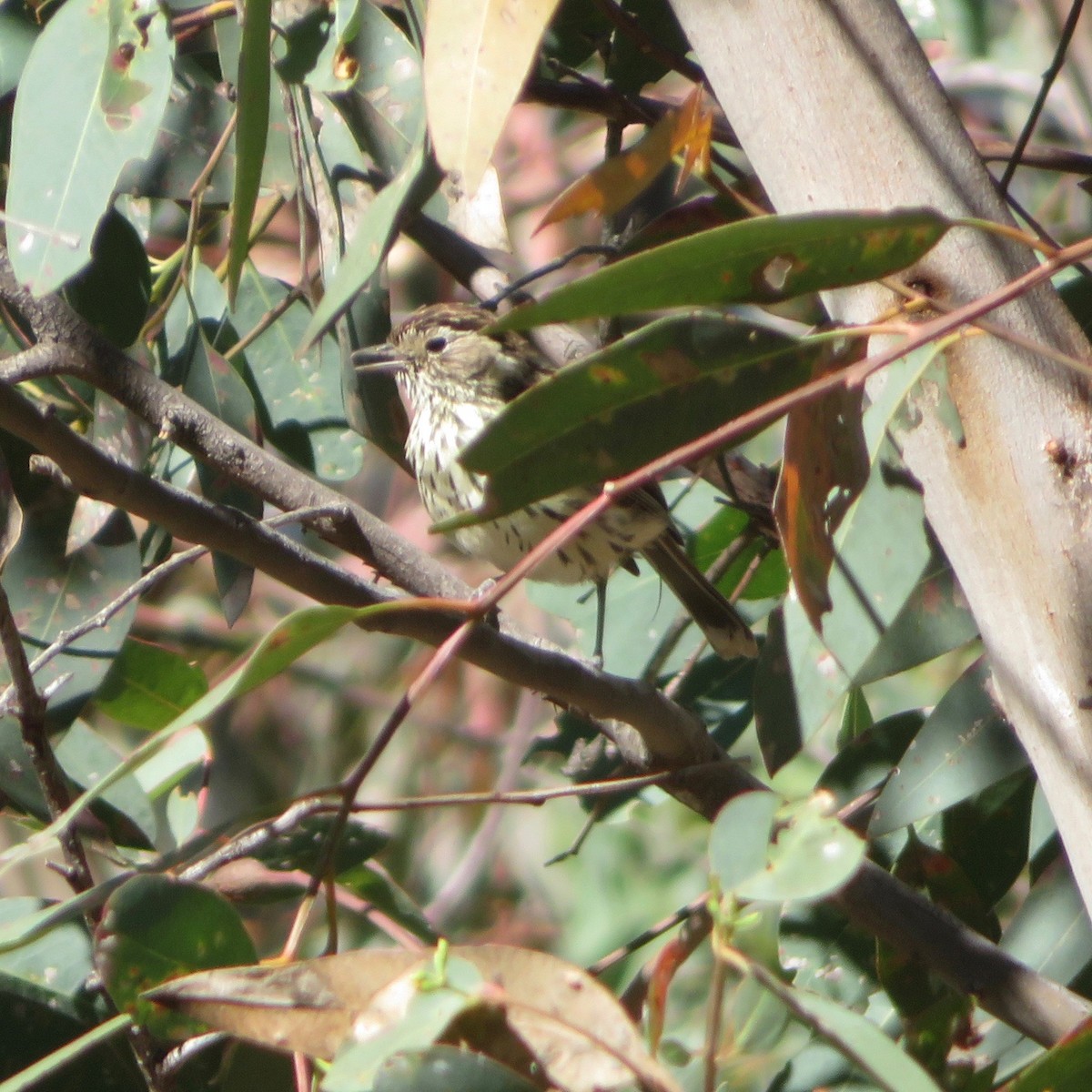 Speckled Warbler - ML298178561