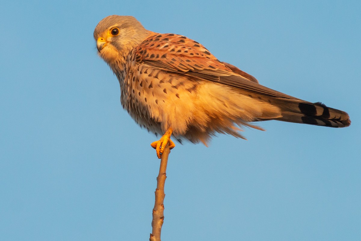 Eurasian Kestrel - ML298178801