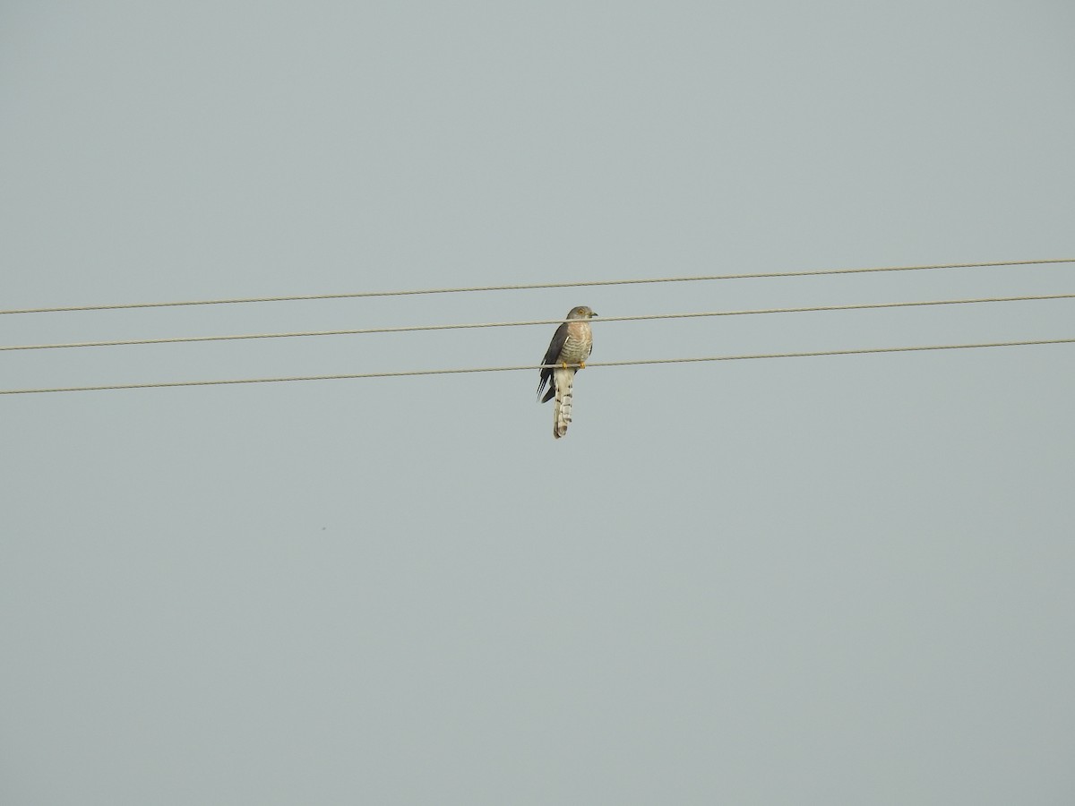 Common Hawk-Cuckoo - Sivakumar Ramasamy
