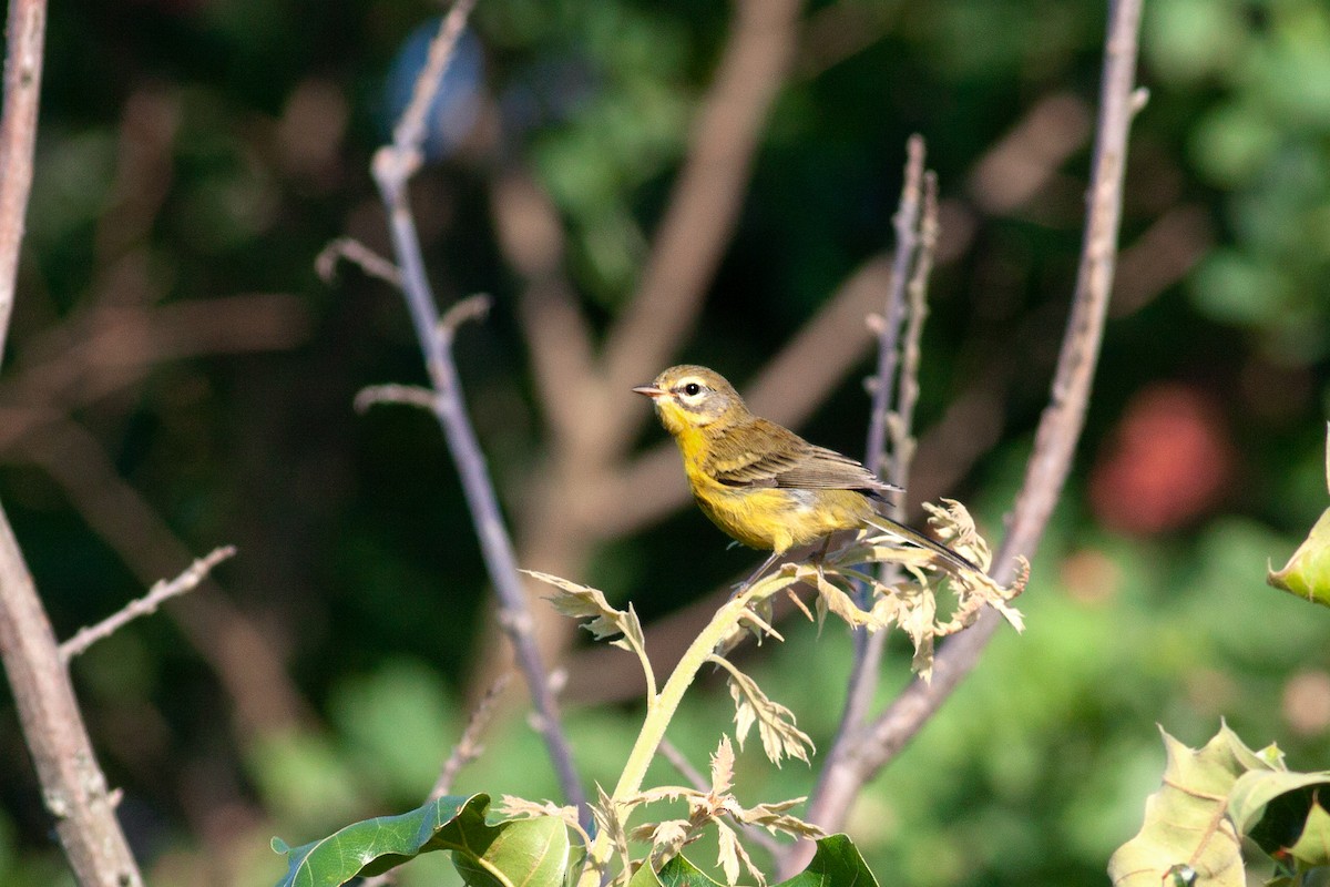 Prairie Warbler - ML298181281