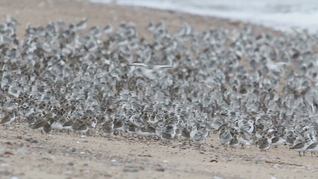 Sanderling - ML298181571