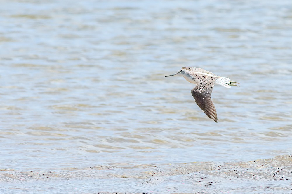 Common Greenshank - ML298183401