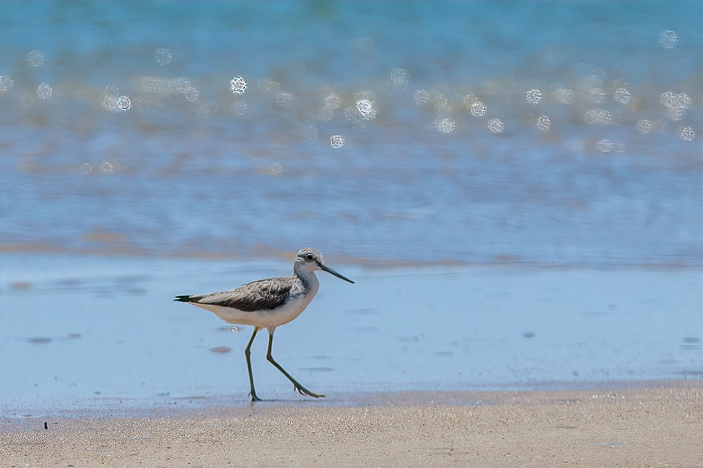 Common Greenshank - ML298183421