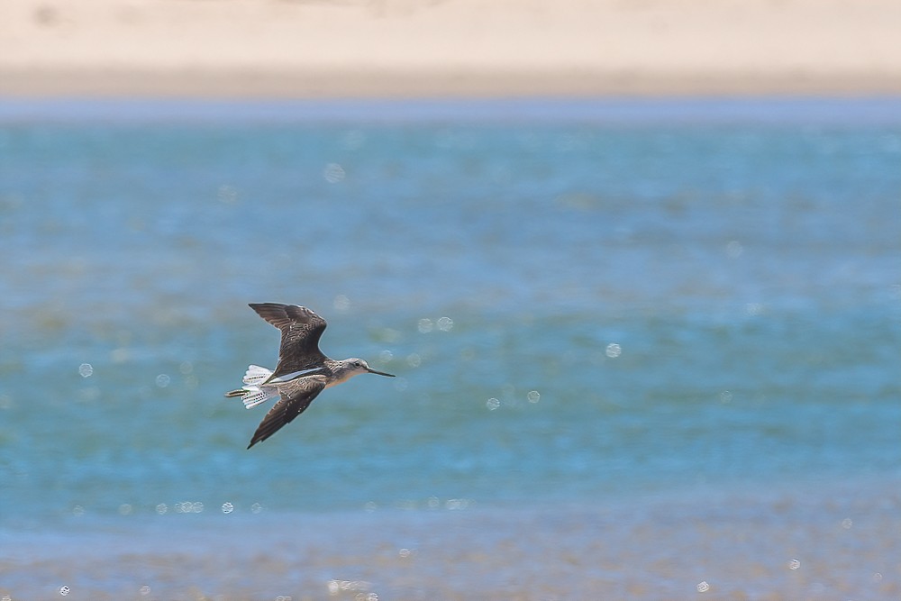 Common Greenshank - ML298183441