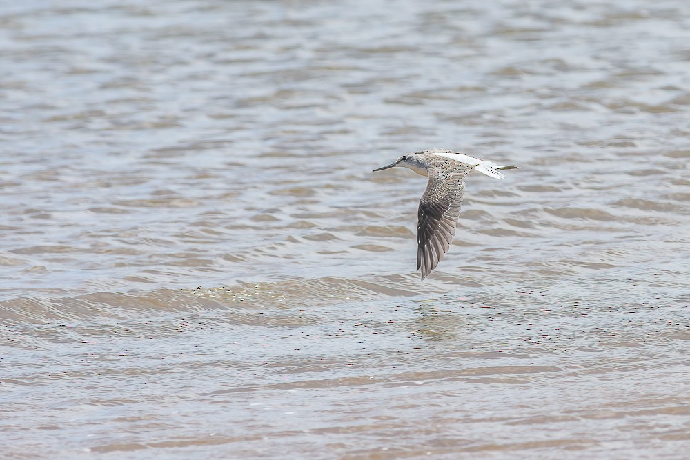 Common Greenshank - ML298183451