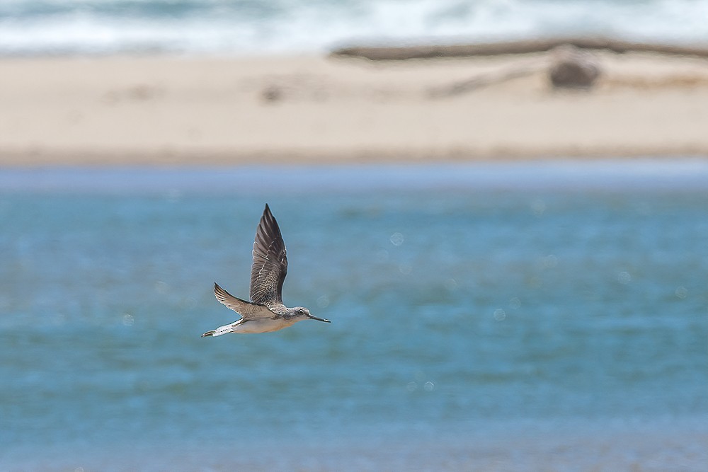 Common Greenshank - ML298183461