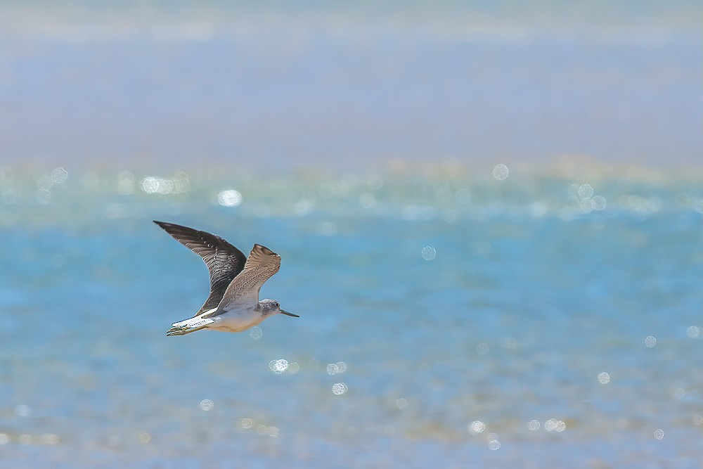 Common Greenshank - ML298183471