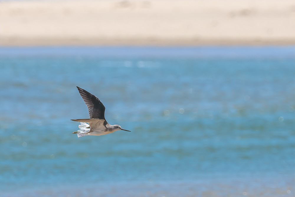 Common Greenshank - ML298183481